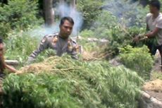 Polisi Musnahkan 20 Hektar Ladang Ganja di Hutan Lindung 