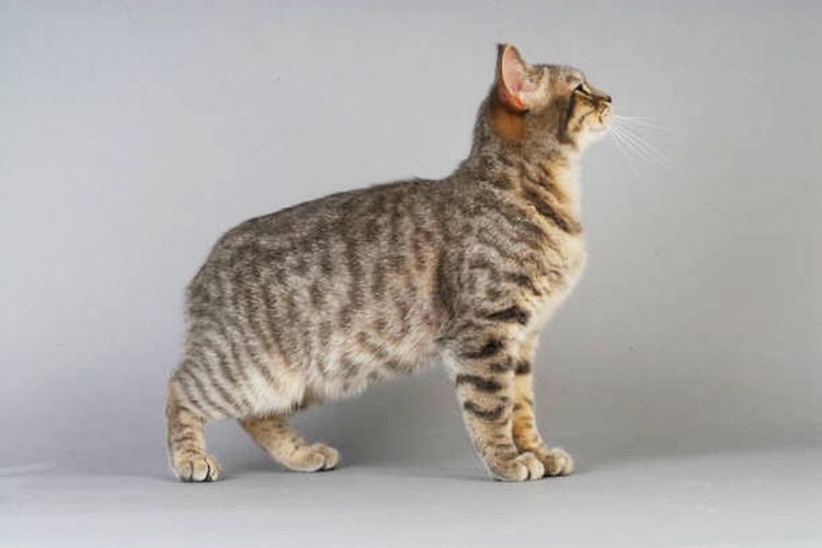 Ilustrasi kucing Manx, ras kucing tanpa ekor.