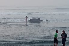 Terdampar di Bantul, Hiu Tutul Berhasil Dikembalikan ke Laut