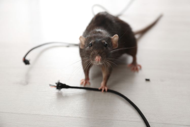 Ilustrasi tikus menggigit kabel listrik. 