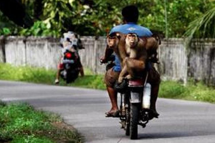 Warga berkeliling dengan sepeda motor untuk menjajakan jasa beruk pemetik kelapa di Padang Pariaman, Sumatera Barat, pertengahan Juli 2013.
