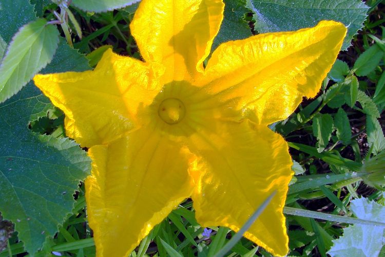 Ilustrasi bunga labu.