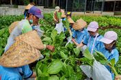 Oleh-oleh Unik Khas Kuntum Farmfield bogor, Ada Sayuran Segar