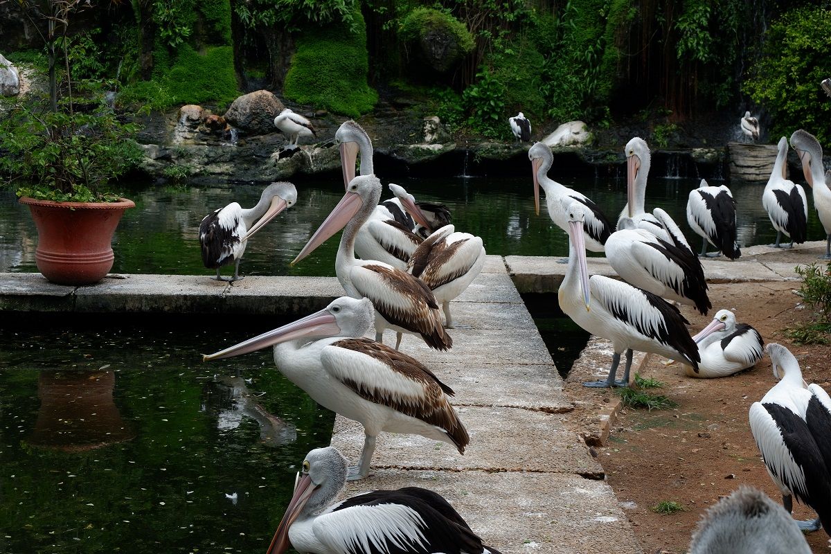 Taman Margasatwa Ragunan, Jakarta DOK. Shutterstock