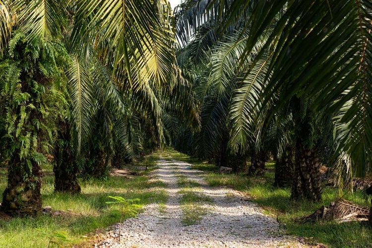 6 Dampak Deforestasi untuk Pembuatan Perkebunan Kelapa Sawit