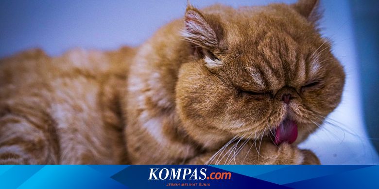 Plus Minus Memelihara 5 Ras Kucing Ini, Ada Kucing Persia - Vimarsana News