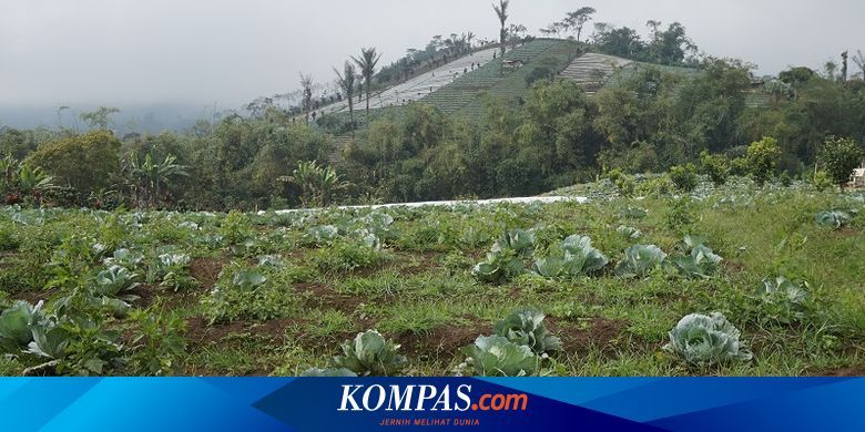 Menilik Hasil Perkebunan Dan Peternakan Desa Sumber Urip Di Bengkulu Halaman All Kompas Com