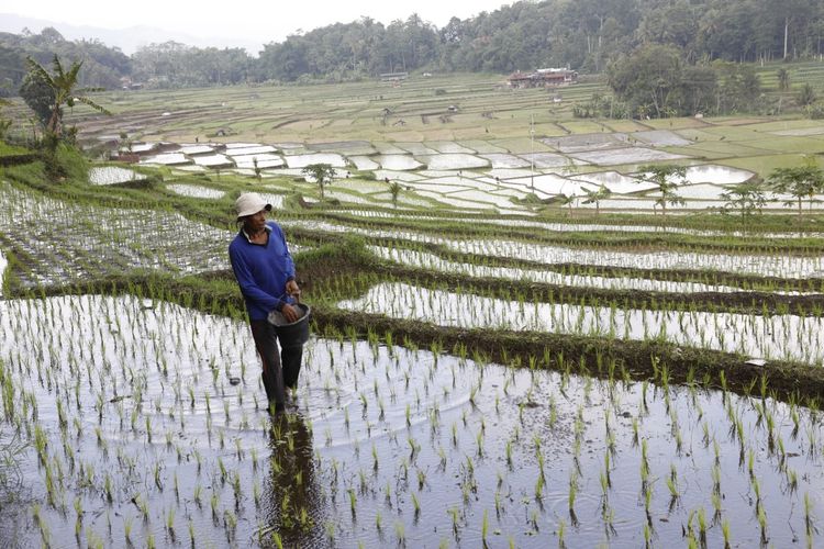 Tingkat kepuasan petani jauh lebih tinggi apabila dibandingkan dengan kepuasan responden umum dari berbagai kalangan masyarakat.