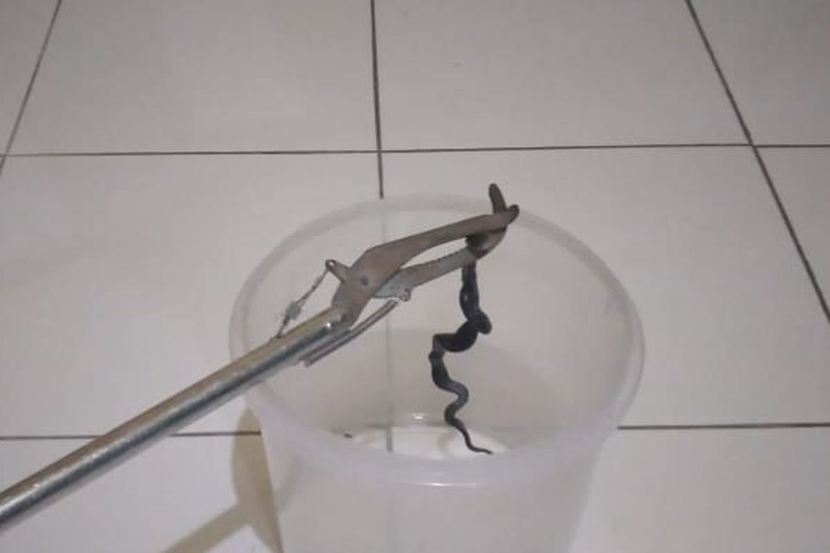Ular kobra kembali ditemukan di Jakarta Timur, kali ini di Kelurahan Cipayung, Kecamatan Cipayung, pada Selasa (1/11/2020) malam.