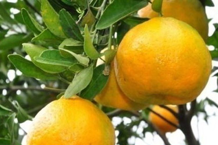 Ilustrasi buah jeruk keprok, pohon jeruk keprok.