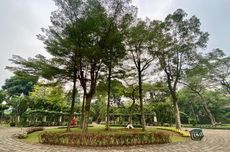 5 Tips ke Taman Tabebuya di Jakarta, Bawa Air Minum dan Mainan