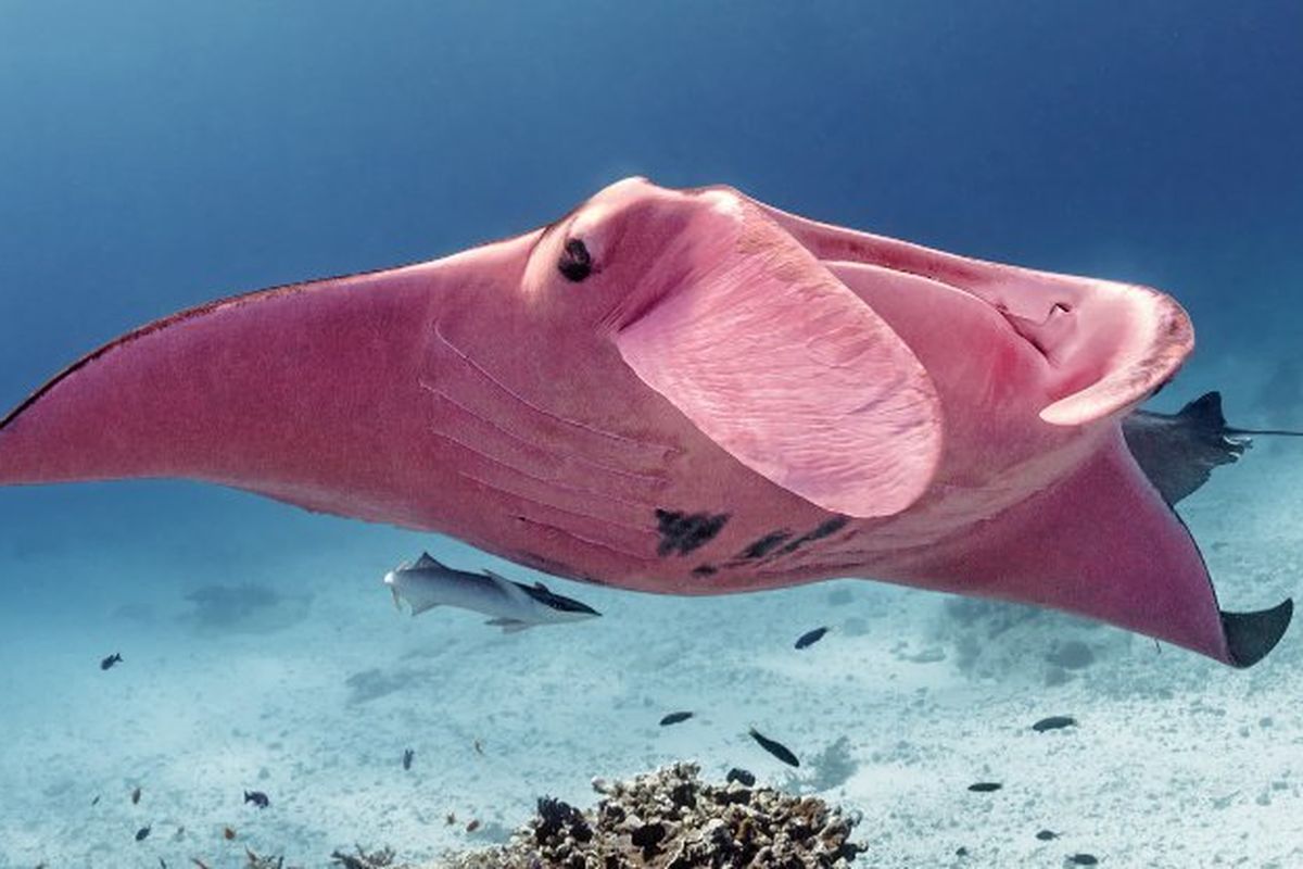 Pari manta berwarna merah muda ini tertangkap kamera di Great Barrier Reef, Australia.