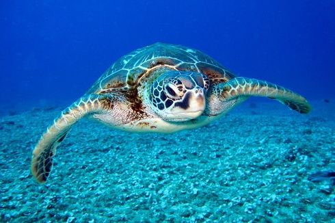 Ratusan Butir Telur Penyu Ditemukan di Pantai Siyut Gianyar