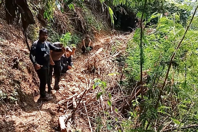 Polisi saat mengamankan ladang ganja di Gunung Karuhun,  Kampung Pasirleneng, Desa Cimenteng, Kecamatan Campaka, Kabupaten Cianjur, Jawa Barat.