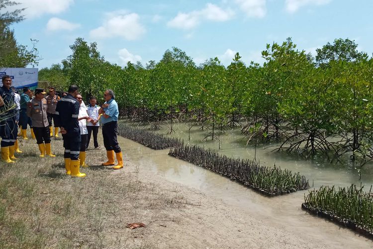 Penanaman mangrove dan pelepasan kepiting di lahan reklamasi Pantai Rebo, Bangka, Rabu (8/3/2023).