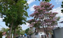 Keindahan Tabebuya Bermekaran di Blora, Warga Puji Upaya Pemeliharaan Lingkungan