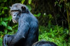Ilmuwan Ungkap Bagaimana Induk Simpanse Berduka Usai Kehilangan Anaknya