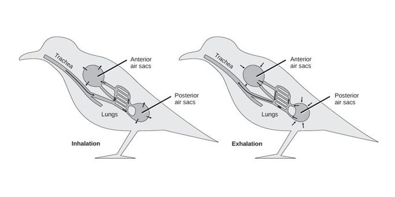 Proses inhalasi dan ekshalasi pada sistem pernapasan burung.