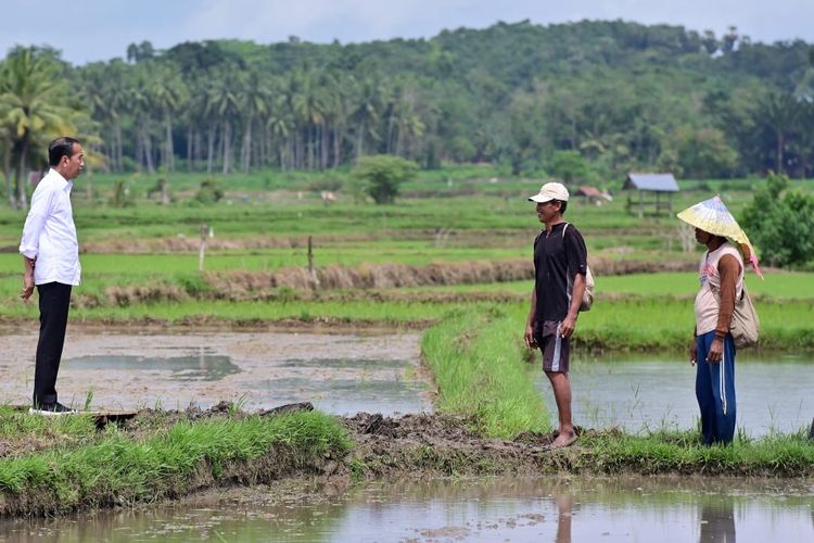 Presiden Joko Widodo meninjau langsung pelaksanaan pemberian bantuan 300 unit pompa untuk pengairan sawah dan pertanian (pompanisasi) di Desa Jaling, Kabupaten Bone, Provinsi Sulawesi Selatan, Kamis (4/7/2024).