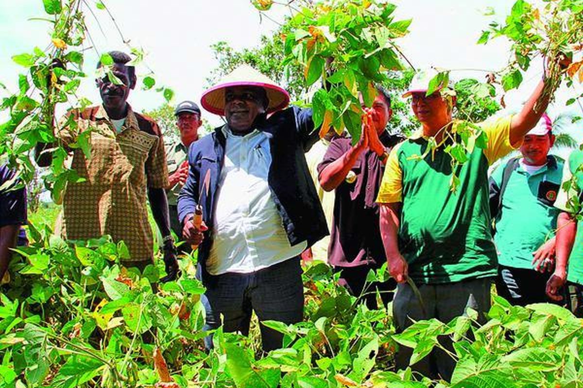 Bupati Merauke Romanus Mbaraka (memakai caping) bersama petani memanen perdana kedelai di Kampung Wenda Asri, Distrik Jagebob, Kabupaten Merauke, Provinsi Papua, Jumat (2/3). Setelah kedelai sempat terpuruk, Pemkab Merauke dan petani kini mulai membangkitkan kembali penanaman komoditas itu di Merauke.