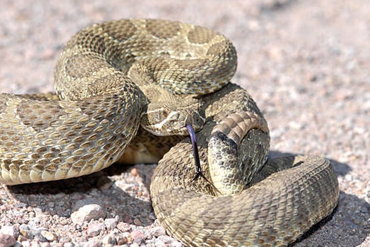 Mojave rattlesnake, salah satu ular paling mematikan di dunia.