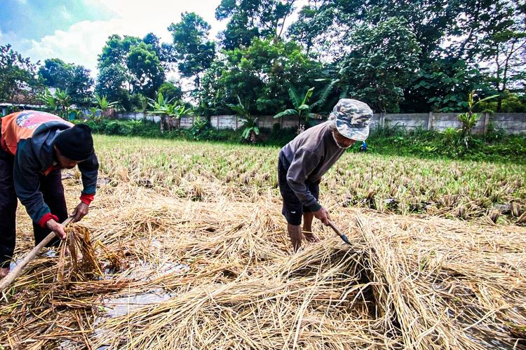 Hasil Panen Padi di Bandung Barat Raib saat Dijemur, Petani Merugi Jutaan Rupiah