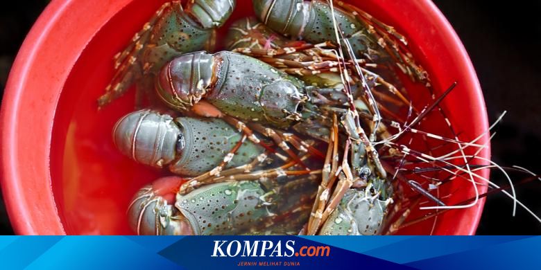 Permintaan Meningkat, Harga Lobster Capai Rp 1 Juta Per Kg