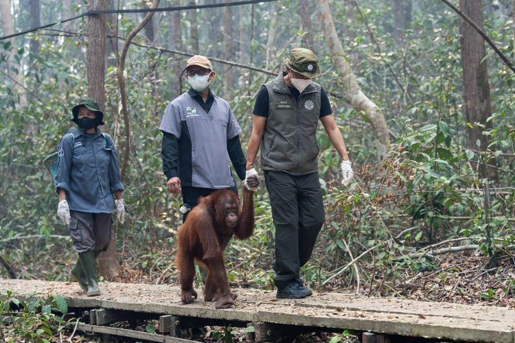 Jurus Pemerintah Selamatkan Satwa Liar dari Kepungan Karhutla