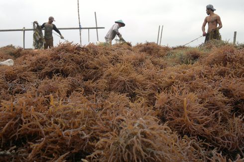 Rumput Laut Warga Nunukan Ganggu Jalur Pelayaran Kapal