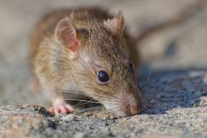 Waspadai, 4 Penyakit yang Disebabkan Gigitan Tikus