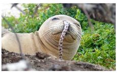 Saat Belut Tersangkut di Hidung Anjing Laut Hawaiian Monk