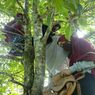 Kuliah Daring, Mahasiswa di Luwu Harus Panjat Pohon dan Naik Gunung