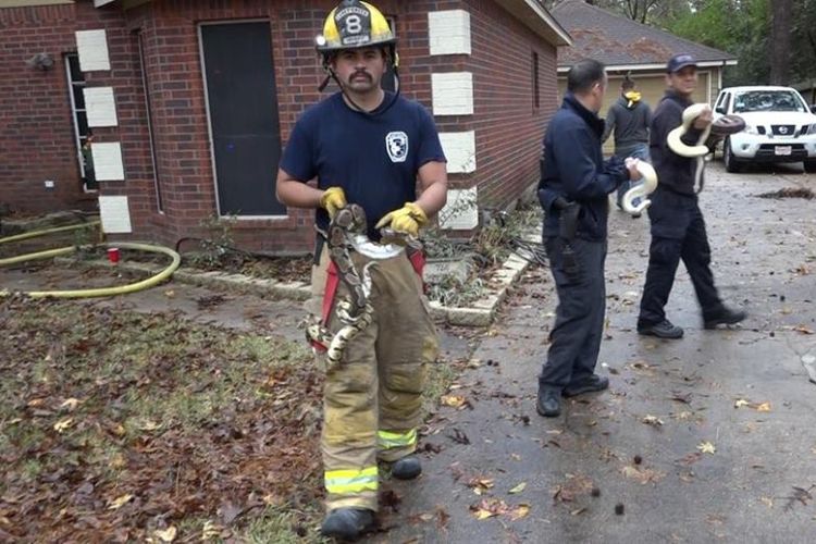 Petugas Pemadam Kebakaran di Texas menyelamatkan ular dari sebuah rumah yang terbakar pada akhir pekan lalu. (Facebook/Caney Creek Fire & Rescue)