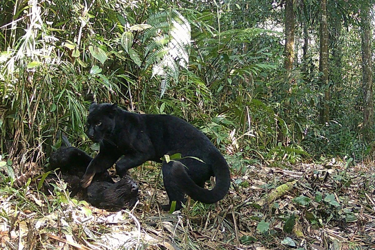 Sepasang Macan Kumbang terekam kamera di Taman Nasional Gunung Halimun Salak (TNGHS).