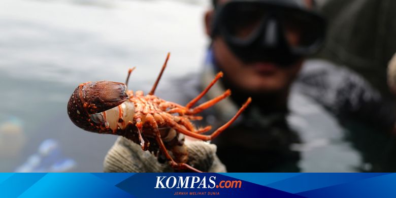 Menimbang Untung Rugi Kebijakan Ekspor Benih Lobster Halaman All
