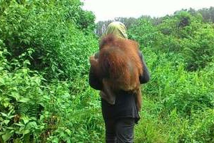 Proses evakuasi satu individu orangutan (pongo pygmaeus) yang di pelihara warga di Kabupaten Kayong Utara, Kalimantan Barat