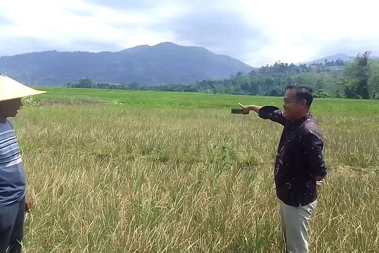 Sawah Kekeringan Sejak Maret, Petani di Luwu Rugi Rp 10 Juta per Hektar Akibat Gagal Panen