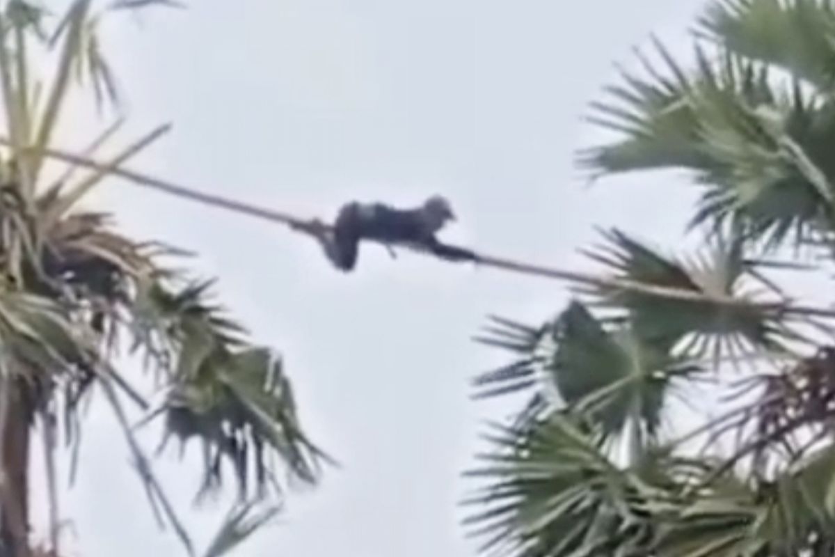 Syamsul memanjat bambu untuk berpindah antar pohon lontar dengan ketinggian 25 meter di Kecamatan Kadur, Kabupaten Pamekasan
