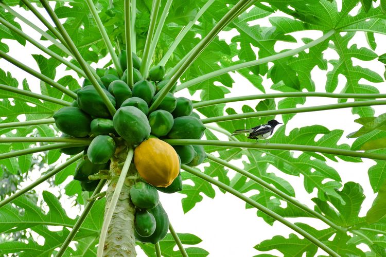 Ilustrasi tanaman pepaya, pohon pepaya. 