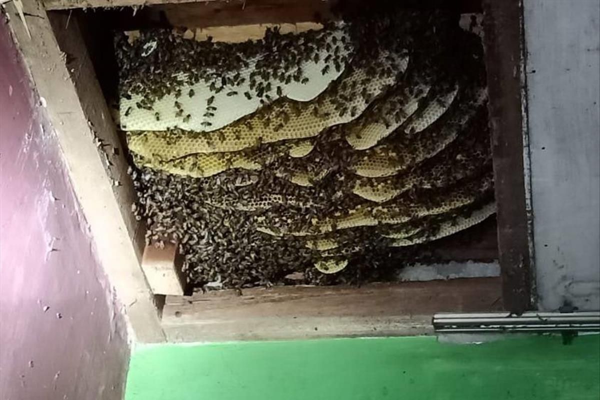 Sarang tawon di langit-langit rumah warga dalam proses evakuasi oleh petugas pemadam kebakaran Jakarta Timur.