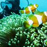 16 Tempat Wisata di Biak Numfor Papua, Ada Air Terjun dan Spot Diving