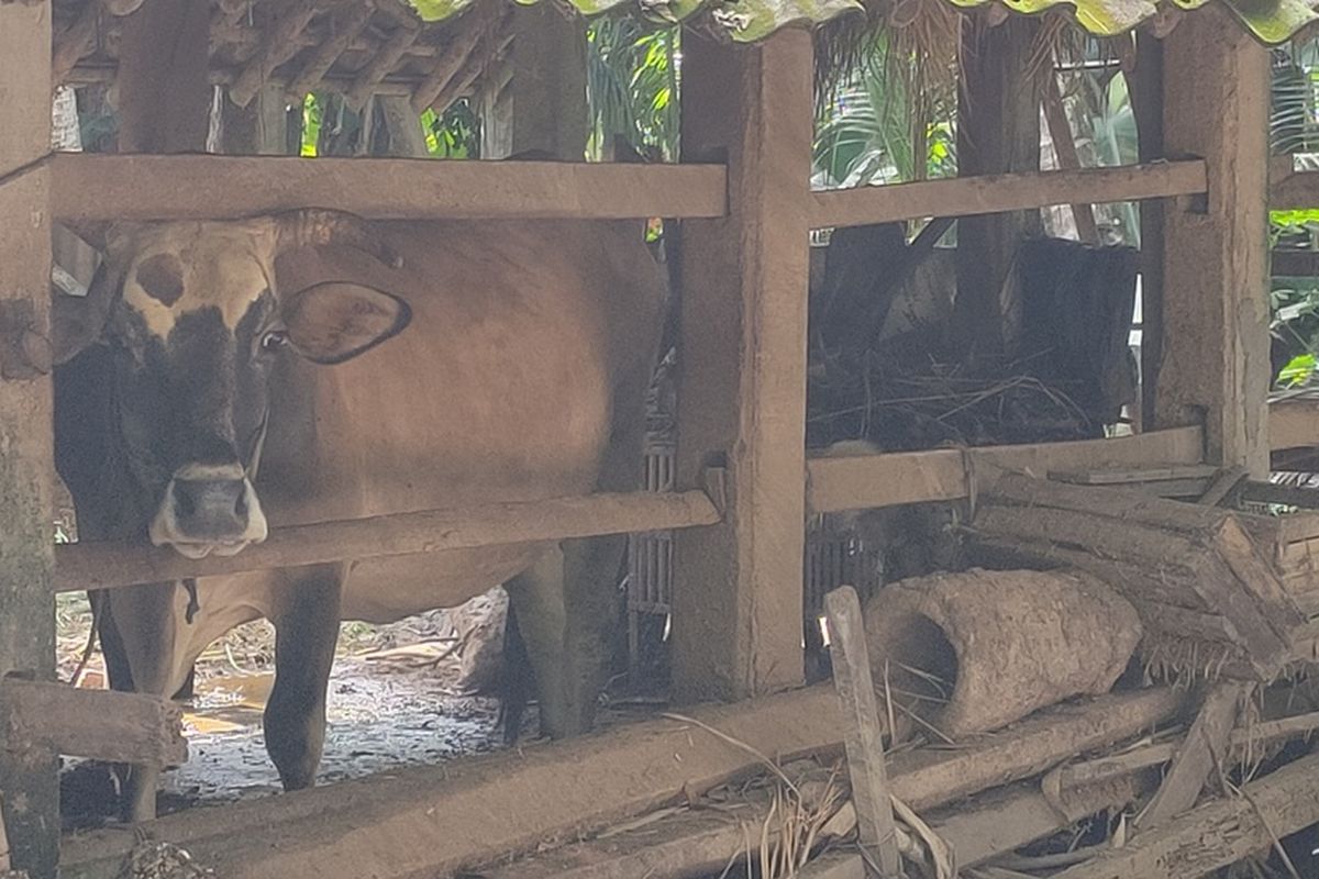 Satu domba bantuan Pemerintah Kulon Progo dan satu sapi milik warga terjangkit penyakit mulut dan kuku di Pedukuhan Diren Dusun III, Kalurahan Pandowan, Kapanewon Galur, Kabupaten Kulon Progo, Daerah Istimewa Yogyakarta,