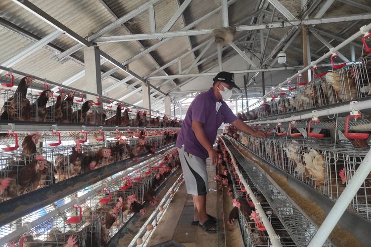Mulai Ternak 50 Ekor Jadi 1.000 Ayam, Musaid Berniat Jual Telur Murah ke Warga Desa