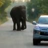 Seekor Gajah Sumatera Jantan Adang Mobil di Riau