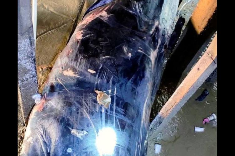 Paus Biru Ditemukan Mati Terjepit di Kolong Rumah Warga Banyuasin