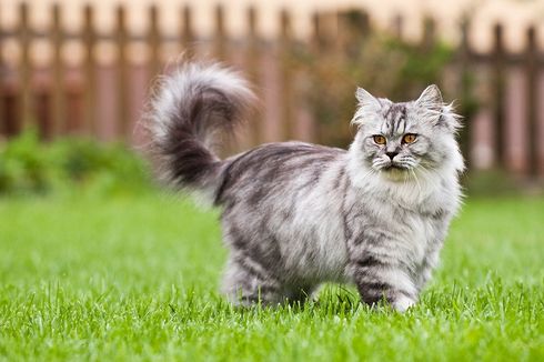 7 Fakta Kucing British Longhair, Diciptakan Tidak Sengaja