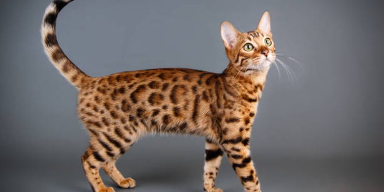 Ilustrasi kucing bengal, salah satu ras kucing termahal di dunia.