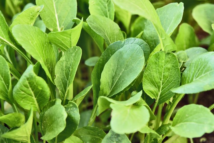 Ilustrasi menanam sawi hijau atau caisim. 