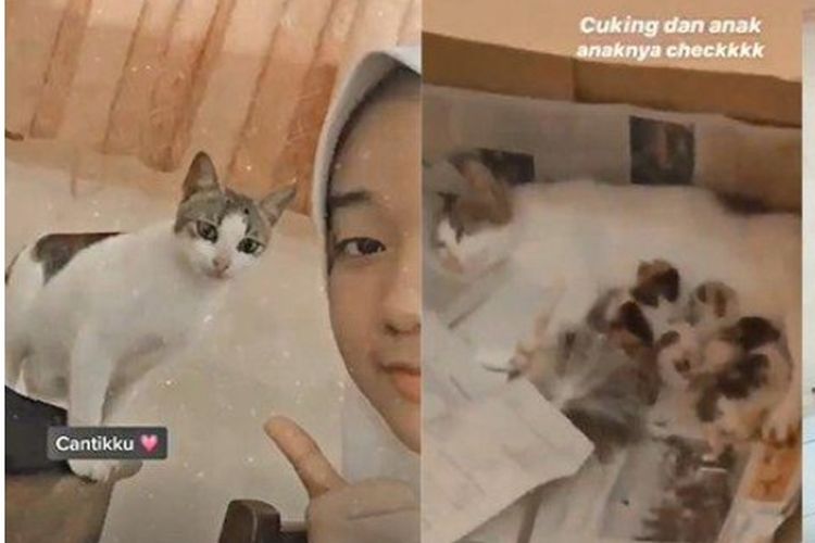 Tangkapan layar video seekor induk kucing bersama anak-anaknya dipelihara di dalam kelas, jadi viral di media sosial.


