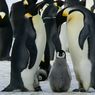 Mengenal Penguin Kaisar, Koloni Penguin Penghuni Antartika Barat